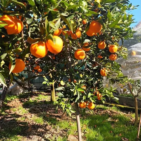 בית נופש Il Frutteto מסה לוברנסה