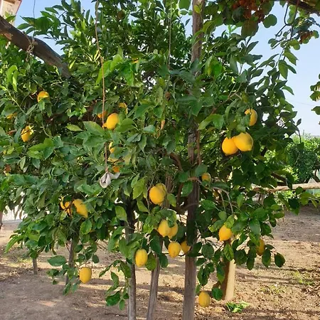 Il Frutteto *